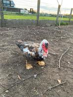 Mannelijke barberie eend, Dieren en Toebehoren, Eend