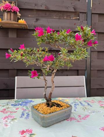 Bonsai Azalea Hoshi No Kagayaki - Azalea beschikbaar voor biedingen