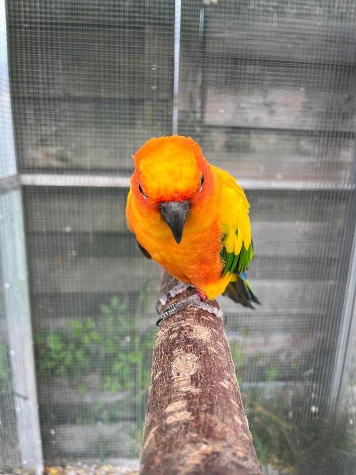 Zonparkieten, Dieren en Toebehoren, Vogels | Parkieten en Papegaaien, Tam, Geringd