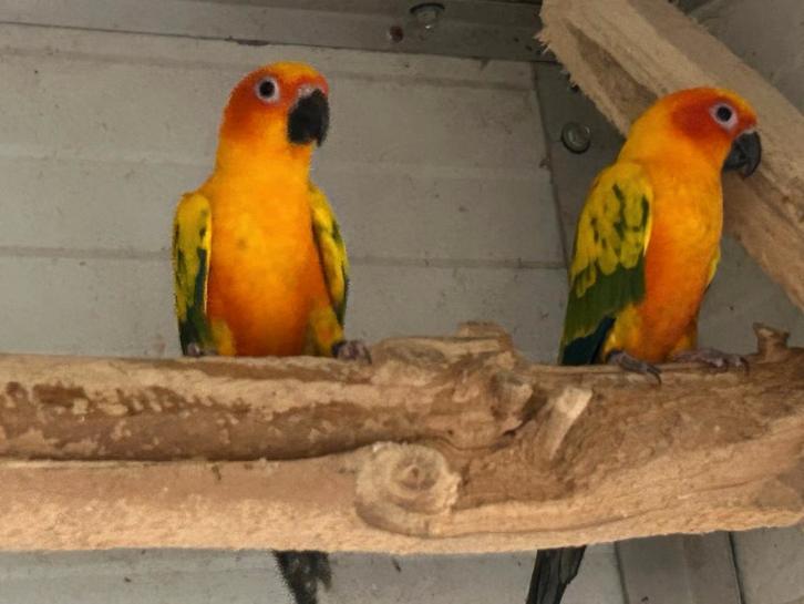 Pop zonparkiet 2024, Dieren en Toebehoren, Vogels | Parkieten en Papegaaien, Parkiet, Vrouwelijk, Geringd