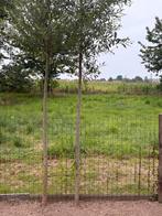 2 wilgen Salix Alba, Tuin en Terras, Ophalen, Zomer, Overige soorten, 400 cm of meer