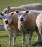 Texel schapen