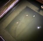 STEUR VIS +1m, Dieren en Toebehoren, Steur