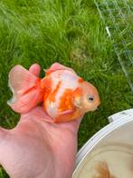 Oranda goudvissen, Dieren en Toebehoren