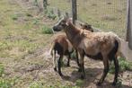 Kameroen Ram, Dieren en Toebehoren, Mannelijk, Schaap, 0 tot 2 jaar