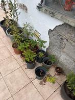 Jonge eiken, Tuin en Terras, Planten | Bomen, Bloeit niet, Halfschaduw, Overige soorten, Minder dan 100 cm