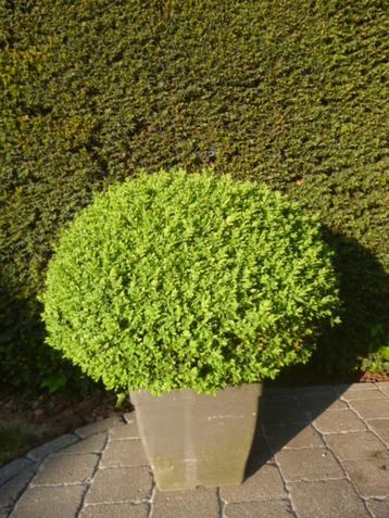 Buxus bol 65cm diameter in pot (2 stuks) beschikbaar voor biedingen
