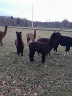 2 prachtige jonge alpaca hengstjes, Mai, Mâle