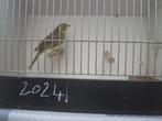 te koop geelgors man, Mannelijk, Wildzangvogel, Geringd