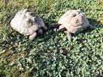 Griekse landschildpad, Dieren en Toebehoren, Schildpad