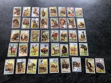 41 photos de Kwatta Zoology, Enlèvement ou Envoi