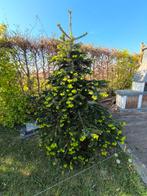 Nordmann spar (kerstboom), Jardin & Terrasse, Plantes | Arbres, Enlèvement