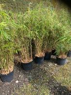 Laatste fargesia rufa 100 cm !!! Nog 15 stuks !!! €20, Tuin en Terras, Planten | Tuinplanten, Ophalen