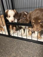 Prachtige border collie pups, Dieren en Toebehoren, Honden | Herdershonden en Veedrijvers, België, CDV (hondenziekte), 8 tot 15 weken