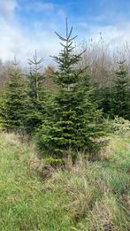 Kerstboom Nordmann zonder kluit afgezaagd 15€ 2 tot 3 meter, Tuin en Terras, Planten | Bomen, Ophalen of Verzenden, 250 tot 400 cm