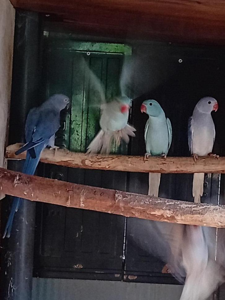 Halsband parkieten, Dieren en Toebehoren, Vogels | Parkieten en Papegaaien, Parkiet, Geringd