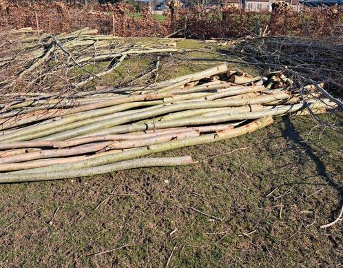 Knotwilgen stekken, pootgoed, wilgenpoten, Tuin en Terras, Planten | Bomen, Ophalen