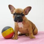 Franse Bulldog (teefjes) - Belgische pups te koop, Dieren en Toebehoren, Honden | Chihuahua's en Gezelschapshonden, CDV (hondenziekte)