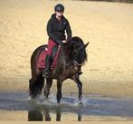 Stoere pre andalusier ruin, Dieren en Toebehoren, Paarden, Gechipt, Ruin, 3 tot 6 jaar, L