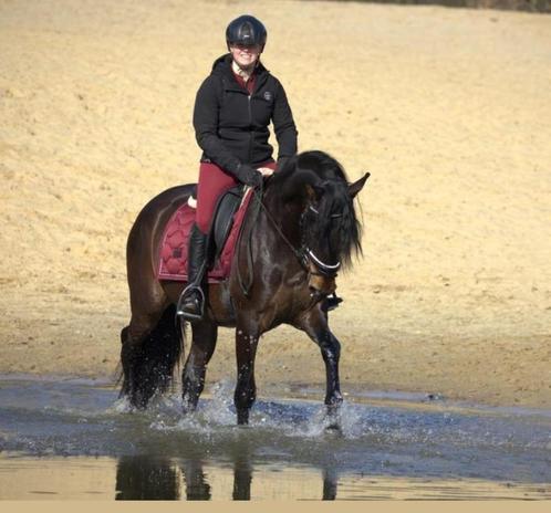 Stoere pre andalusier ruin, Dieren en Toebehoren, Paarden, Ruin, L, 160 tot 165 cm, 3 tot 6 jaar, Met stamboom, Gechipt, Ontwormd