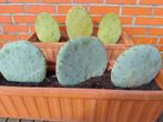 2 terracotta bloembakken met cactussen 10 euro per stuk, Enlèvement
