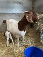 GEZOCHT stamboek boergeit meike, Dieren en Toebehoren, Vrouwelijk, Geit