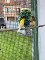 Spaanse raza, Dieren en Toebehoren, Vogels | Parkieten en Papegaaien, Vrouwelijk