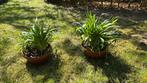 Eendagslelies- oragne, Volle zon, Vaste plant, Zomer, Ophalen