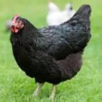 zwarte legkippen, Dieren en Toebehoren, Pluimvee, Meerdere dieren, Kip