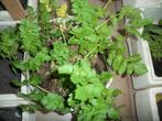 Pastinaak plant, Annuelle, Plein soleil, Enlèvement, Plantes potagères
