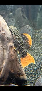 L600 GEZOCHT!!, Dieren en Toebehoren, Vissen | Aquariumvissen