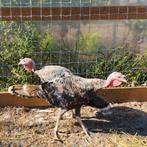 twee jonge kalkoenen, Dieren en Toebehoren, Pluimvee