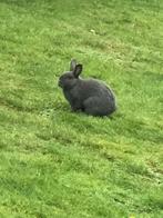 Konijnen, Dieren en Toebehoren, Konijnen, Geslacht onbekend, Middelgroot, 0 tot 2 jaar
