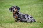 Gladharige Teckel pups te koop, Dieren en Toebehoren, 15 weken tot 1 jaar, CDV (hondenziekte), Dwerg, Meerdere
