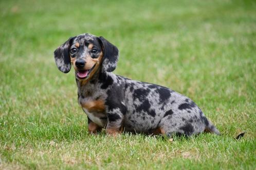 Gladharige Teckel pups te koop, Dieren en Toebehoren, Honden | Teckels en Dashonden, Meerdere dieren, Korthaar, Dwerg, Fokker | Professioneel
