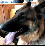 Duitse herder teef  zeer lief / Misti, Dieren en Toebehoren, 6 jaar of ouder, België, Fokker | Hobbymatig, CDV (hondenziekte)