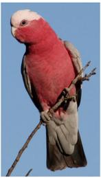 Gezocht Rosé Kaketoe pop ( vrouwtje), Dieren en Toebehoren, Vogels | Parkieten en Papegaaien, Papegaai, Pratend, Vrouwelijk
