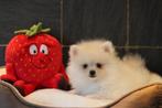 Pomeriaan/Dwergkees pups, Dieren en Toebehoren, België, Keeshond, CDV (hondenziekte), 8 tot 15 weken