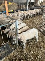 Schapen lammeren rammen en ooien