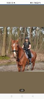 Paard zoekt goede thuis, Enlèvement