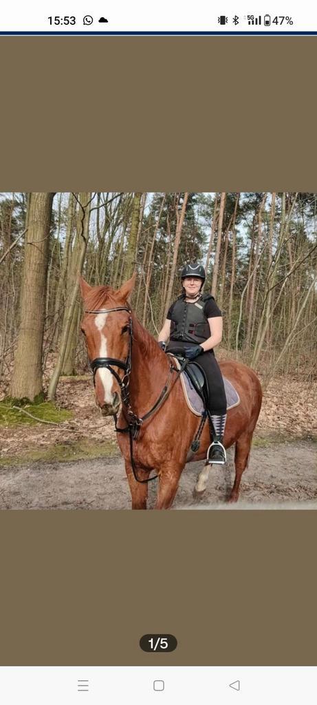 Paard zoekt goede thuis, Animaux & Accessoires, Chevaux & Poneys | Produits de soin, Enlèvement
