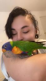 Lorikeet EAM, Dieren en Toebehoren, Ophalen of Verzenden