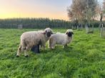 Lieve Walliser ram 2j Stamboom, Mannelijk, Schaap, 0 tot 2 jaar