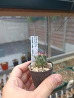 cactus Ferocactus rectispinus, Huis en Inrichting, Kamerplanten, Cactus, Ophalen of Verzenden