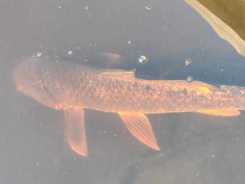 Koivijver met koi, pompen en lichtfilter., Dieren en Toebehoren, Vissen | Vijvervissen