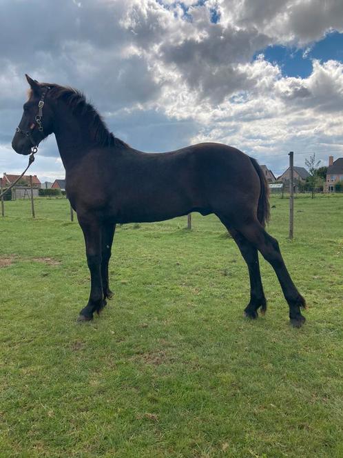 Poulain frison, Animaux & Accessoires, Chevaux, Étalon, Ne s'applique pas, 0 à 2 ans, Avec pedigree