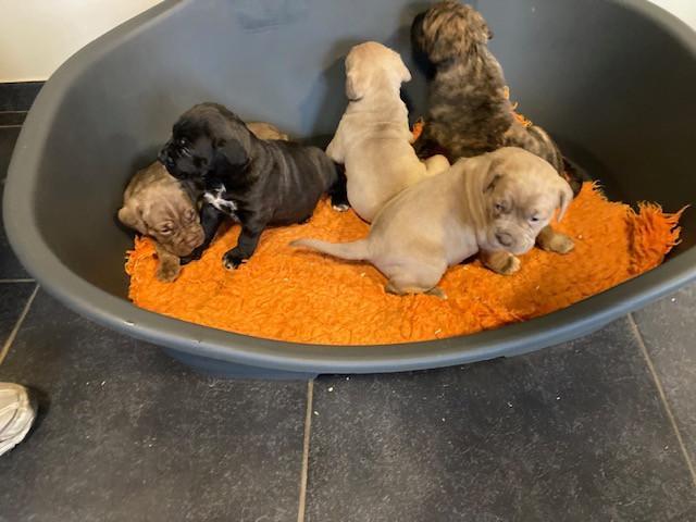 Chiots Cano Corso, Animaux & Accessoires, Chiens | Bouledogues, Pinschers & Molossoïdes, Plusieurs animaux, Autres races, Éleveur | Professionnel