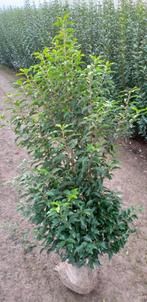 Prunus lusitanica 'Angustifolia' = laurier portugais, Laurier, Enlèvement