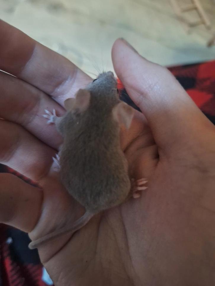 Kleurmuizen ter adoptie, Dieren en Toebehoren, Knaagdieren, Mannelijk, Muis, November