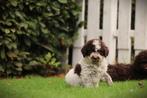 Italiaanse Waterhond - medium hypo-allergene hond, België, Overige rassen, CDV (hondenziekte), 8 tot 15 weken